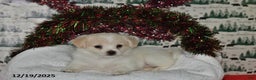 Mixed Breed dogs for sale: Shizu - Ad 2