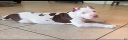 American Bully dogs for sale: American Bully 1 - Ad 3