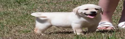 Labrador Retriever dogs for sale: Kobe - Ad 5
