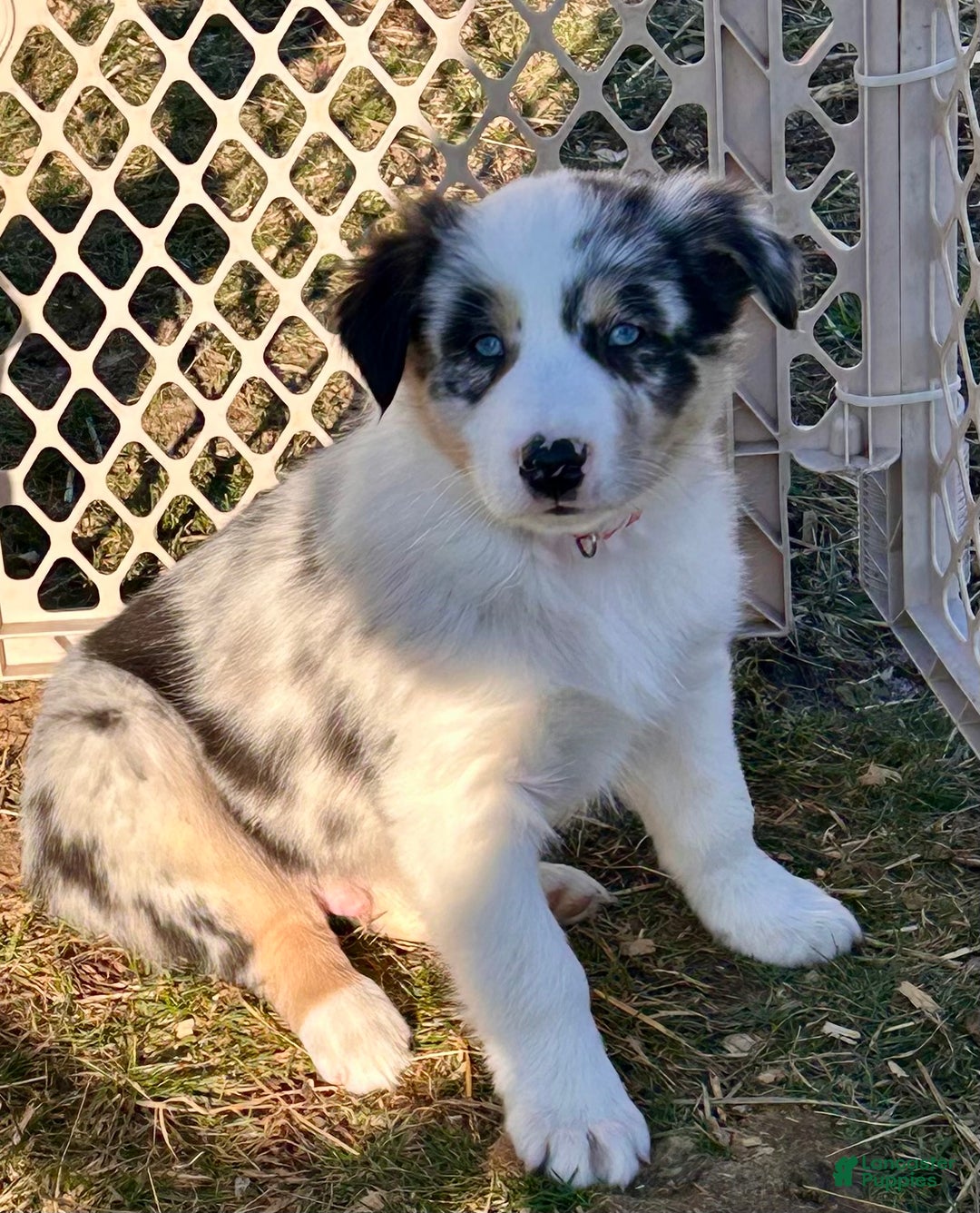 Australian Shepherd dogs for sale: Ringo - Ad 1