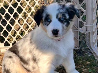 Australian Shepherd dogs Ringo - Ad 34