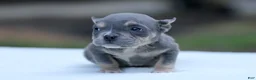 American Bully dogs for sale: Blue Tri Female - Ad 3