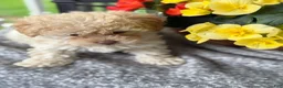 Mixed Breed dogs for sale: Quinn - Ad 16