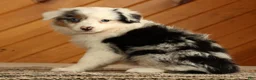 Australian Shepherd dogs for sale: Tina - Ad 5