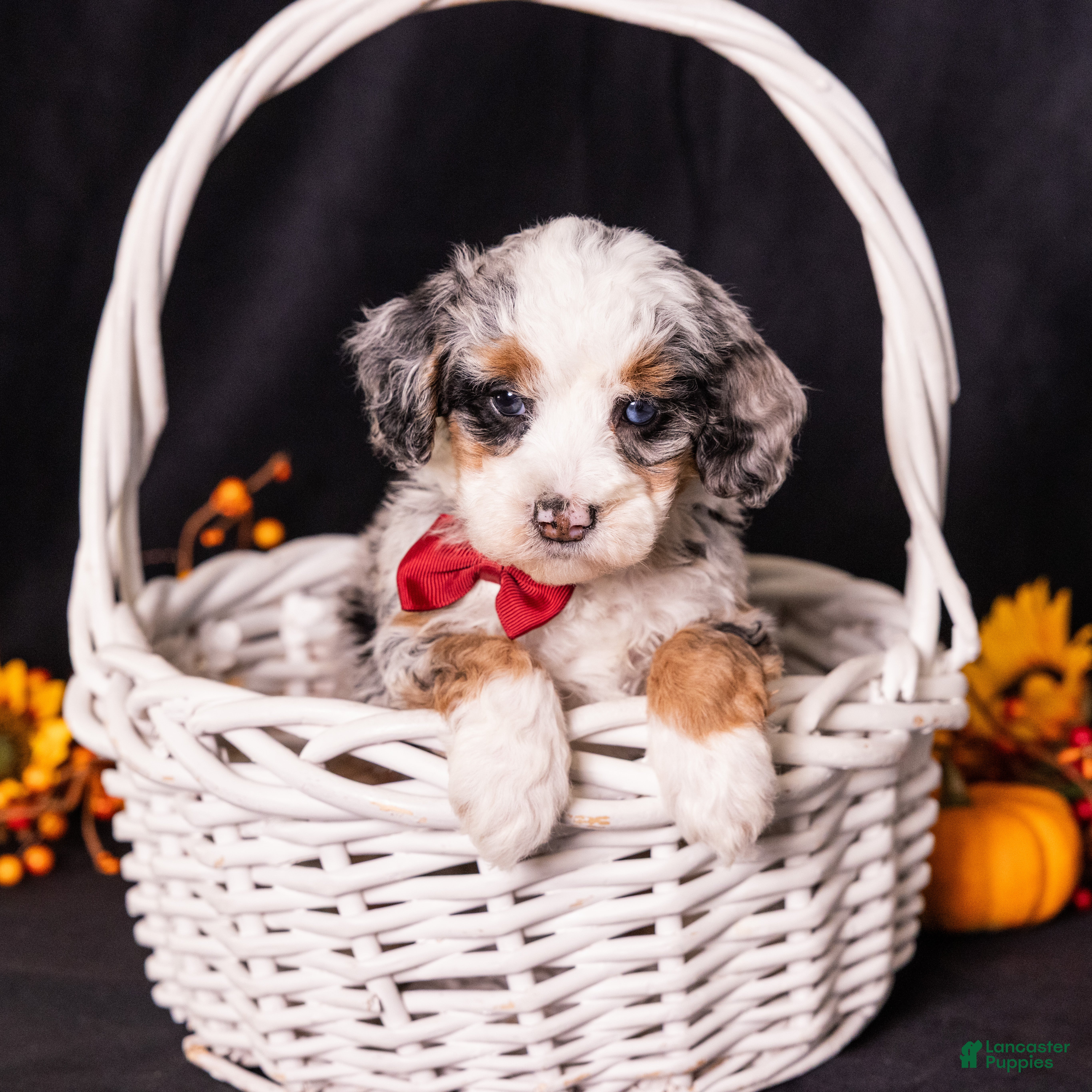 Mini Bernedoodle dogs Rodger - Ad 2