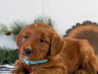 Goldendoodle dogs Ford - Ad 34