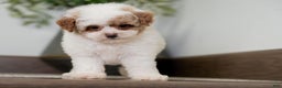 Miniature Poodle dogs for sale: Camilla - Ad 8
