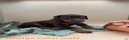 Doberman Pinscher dogs for sale: Red/rust male, orange collar 🧡 - Ad 12