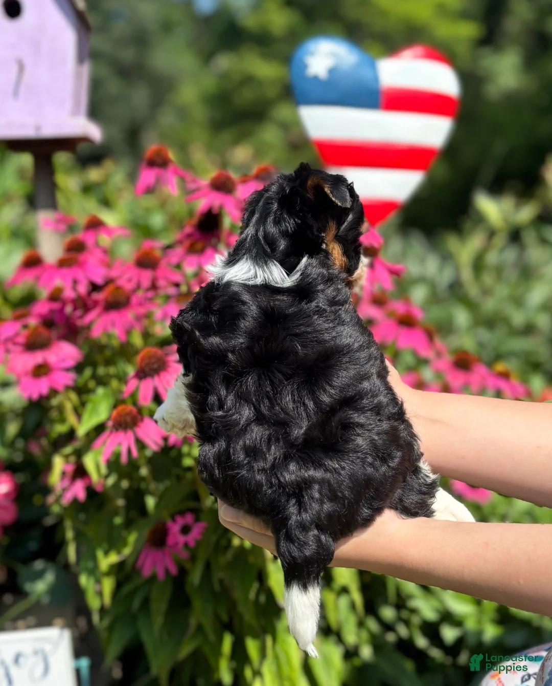 Biewer Terrier dogs for sale: Biewer Terrier 1 - Ad 10