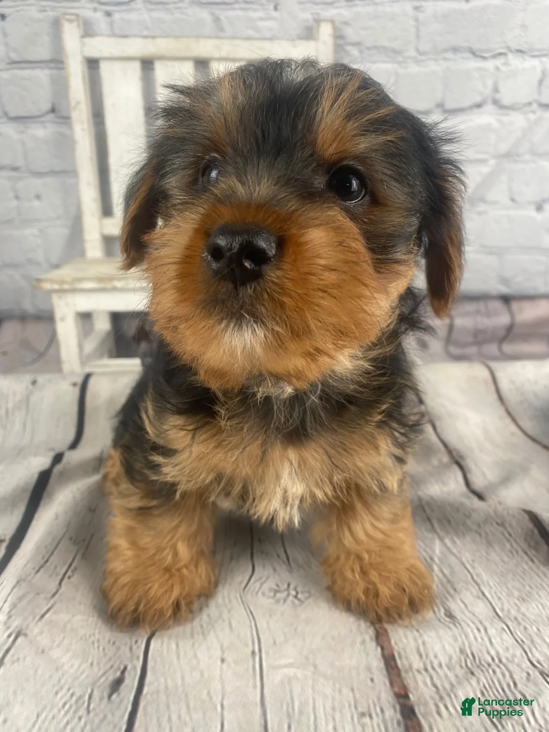 Yorkshire Terrier dogs for sale: Andy - Ad 14
