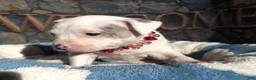 American Bully dogs for sale: "DOLLY PARTON" WHITE MERLE - Ad 11