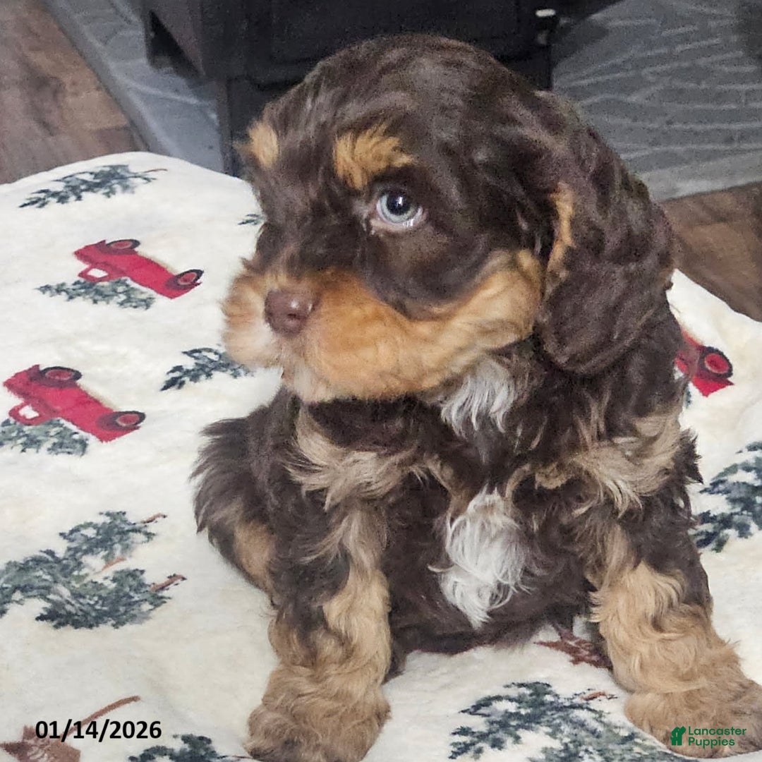 Cavapoo dogs for sale: Cocoa - Ad 4