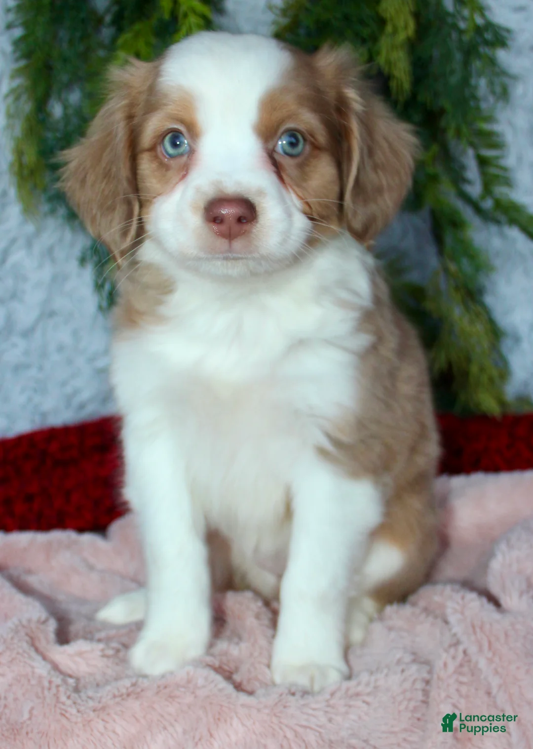 Miniature Australian Shepherd dogs for sale: Ruby - Ad 4