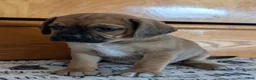 Puggle dogs for sale: Kenny  - Ad 14