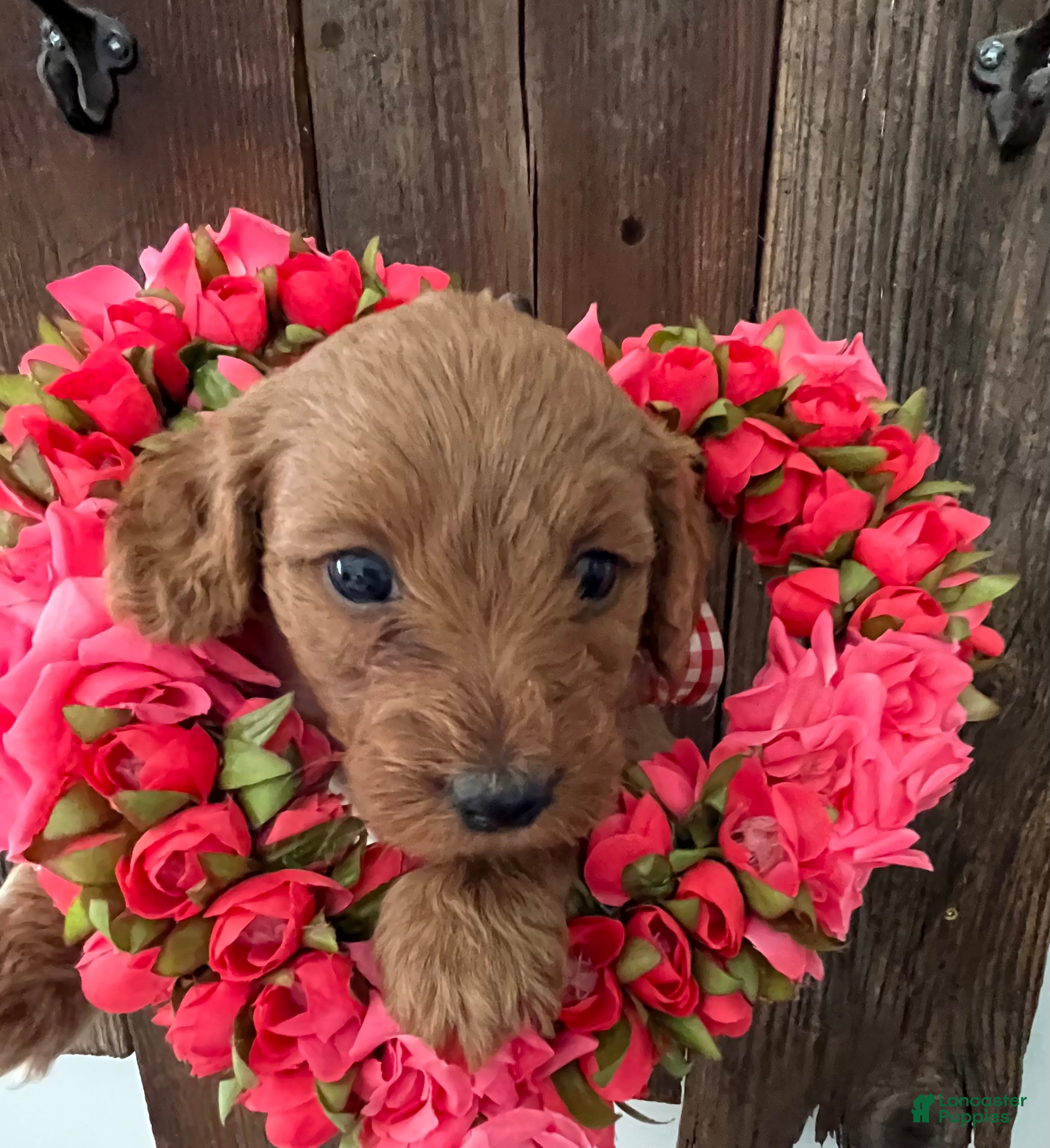 Mini Goldendoodle dogs Java - Ad 3