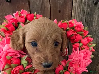 Mini Goldendoodle dogs Java - Ad 3