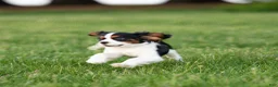 Cavalier King Charles Spaniel dogs for sale: Congo - House and Crate Trained - Ad 4