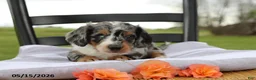 Miniature Dachshund dogs for sale: Cosmo - Ad 3