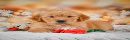 Golden Retriever dogs for sale: Rosie - Ad 4