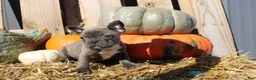 Mixed Breed dogs for sale: Shelly - Ad 12