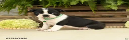 Boston Terrier dogs for sale: Tucker - Ad 2