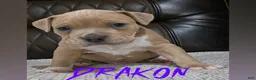 American Pit Bull Terrier dogs for sale: Drakon - Ad 1