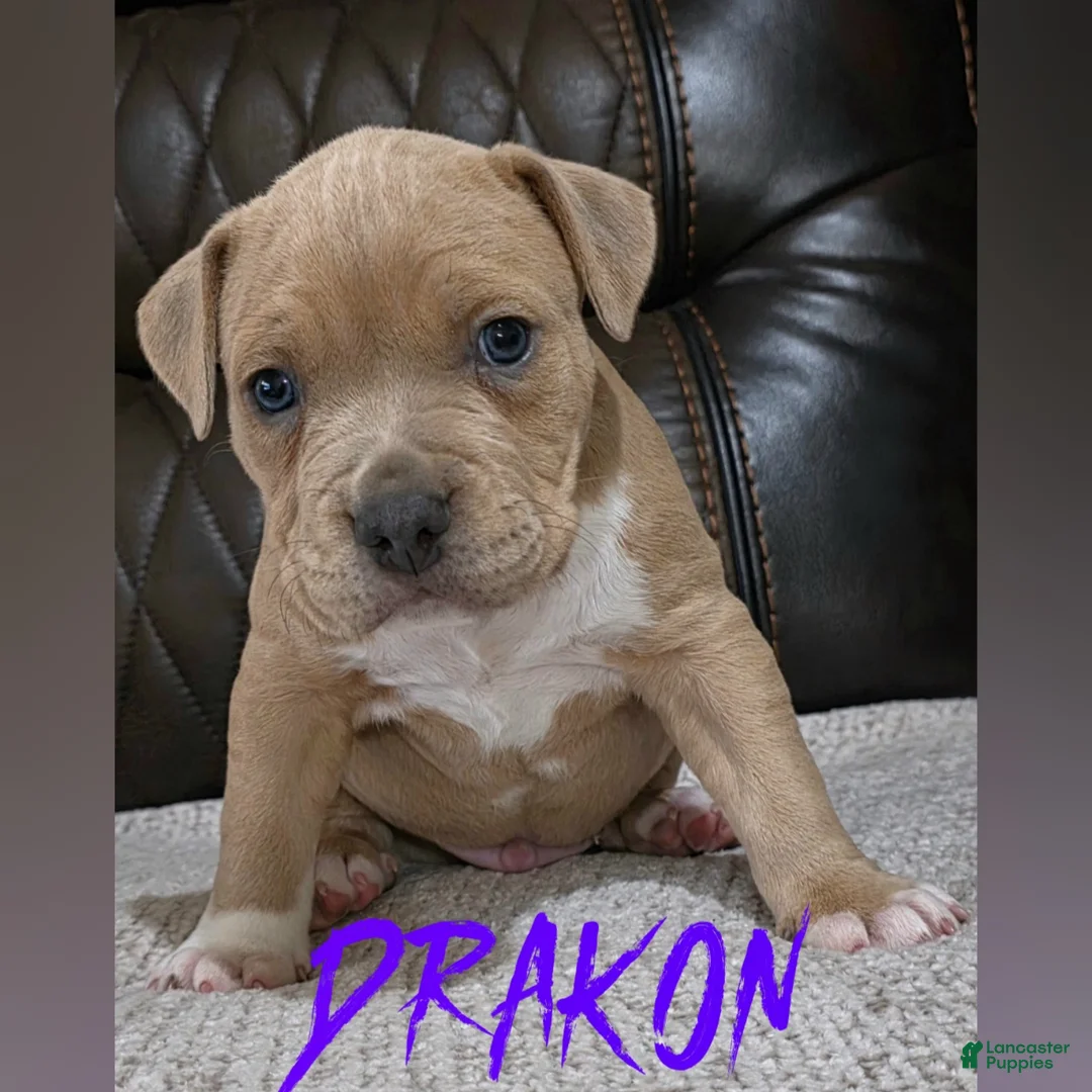 American Pit Bull Terrier dogs for sale: Drakon - Ad 1