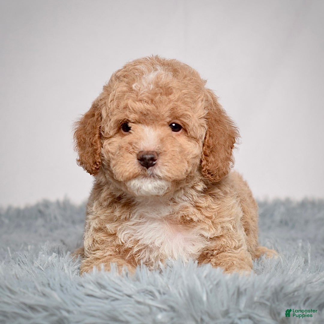Mini Goldendoodle dogs for sale: Mr. Orlando - Ad 3