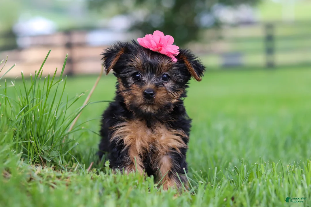 Yorkshire Terrier dogs for sale: Stella - Ad 1