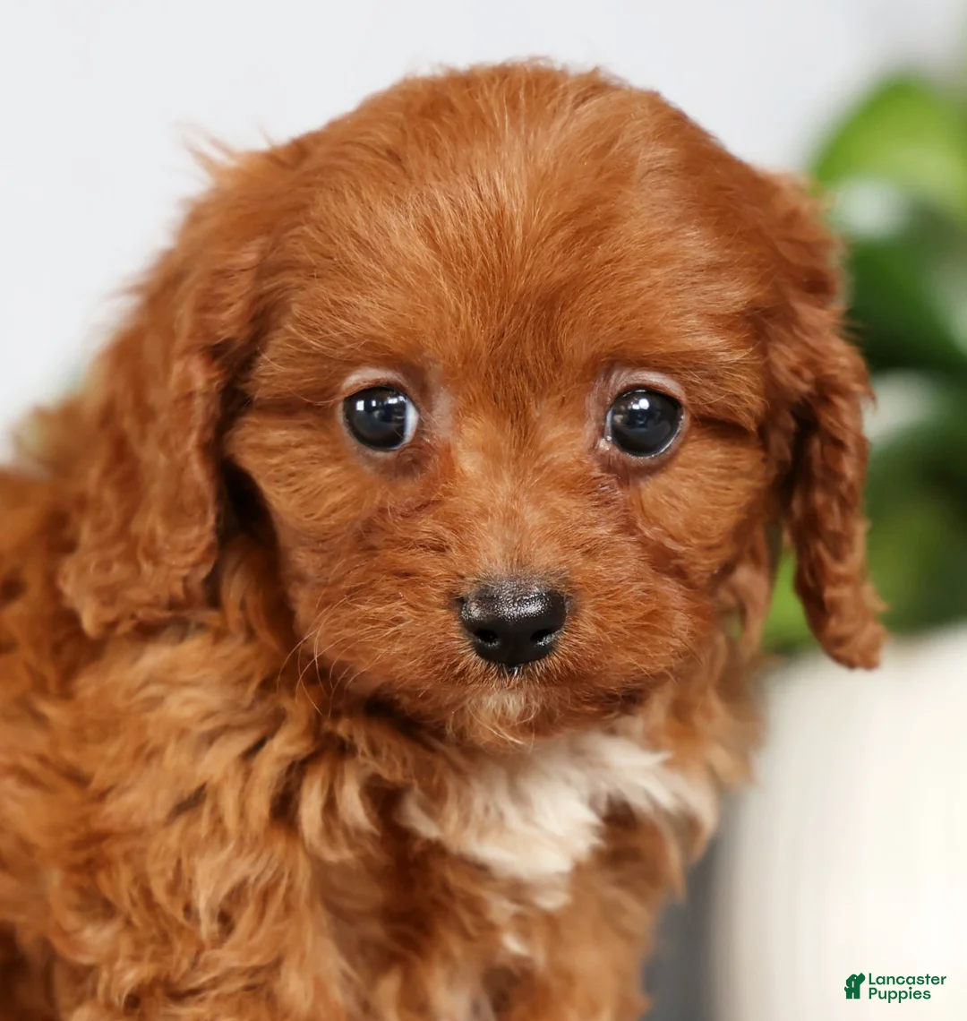Cavapoo dogs for sale: Missy - Ad 9