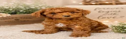 Toy Poodle dogs for sale: Colby Jack - Ad 2