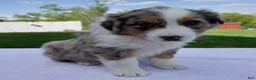 Australian Shepherd dogs for sale: Piper - Ad 3