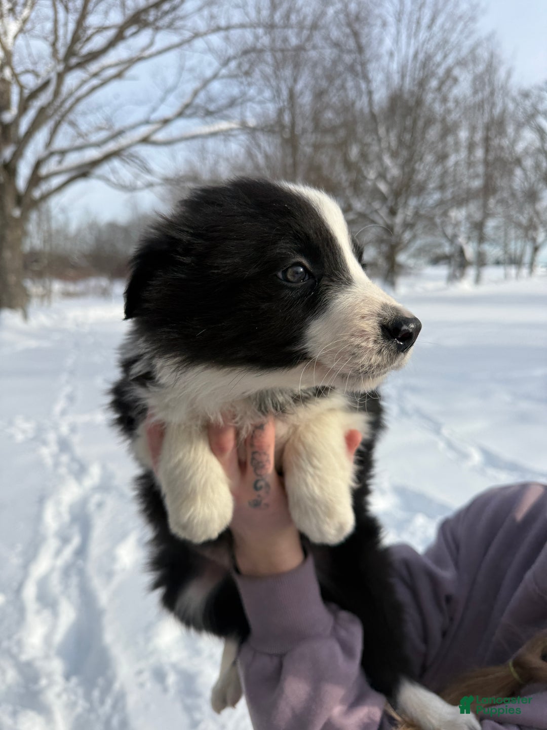 Border Collie dogs for sale: Male 3  - Ad 3