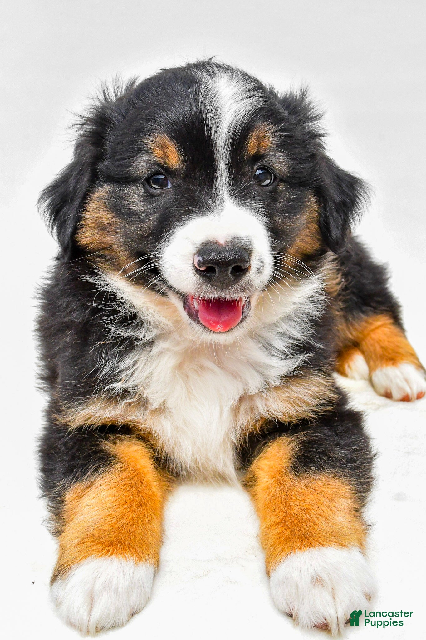 Miniature Australian Shepherd dogs Easton - Ad 1