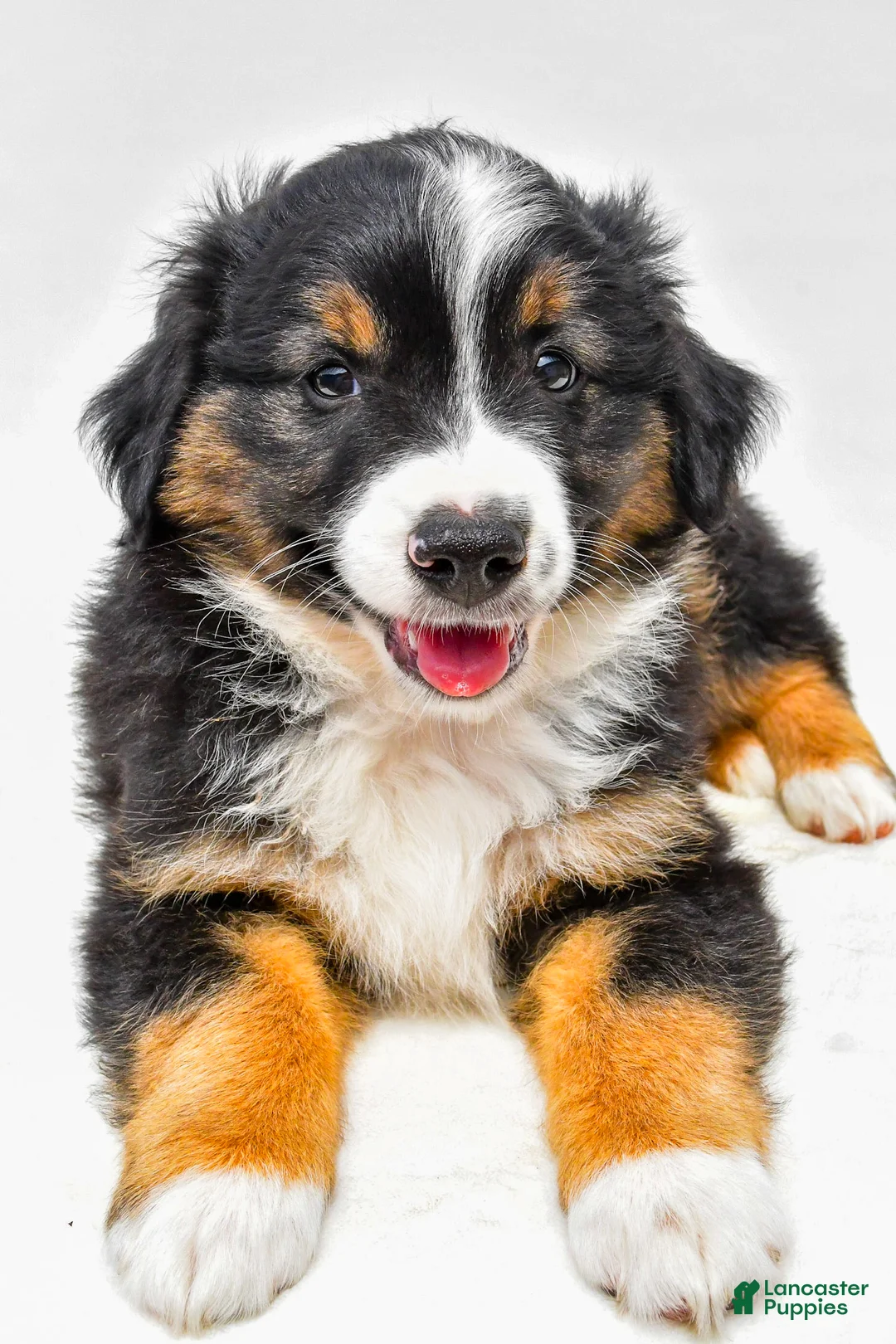 Miniature Australian Shepherd dogs for sale: Easton - Ad 1