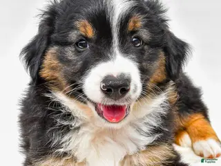 Miniature Australian Shepherd dogs for sale: Easton - Ad 4