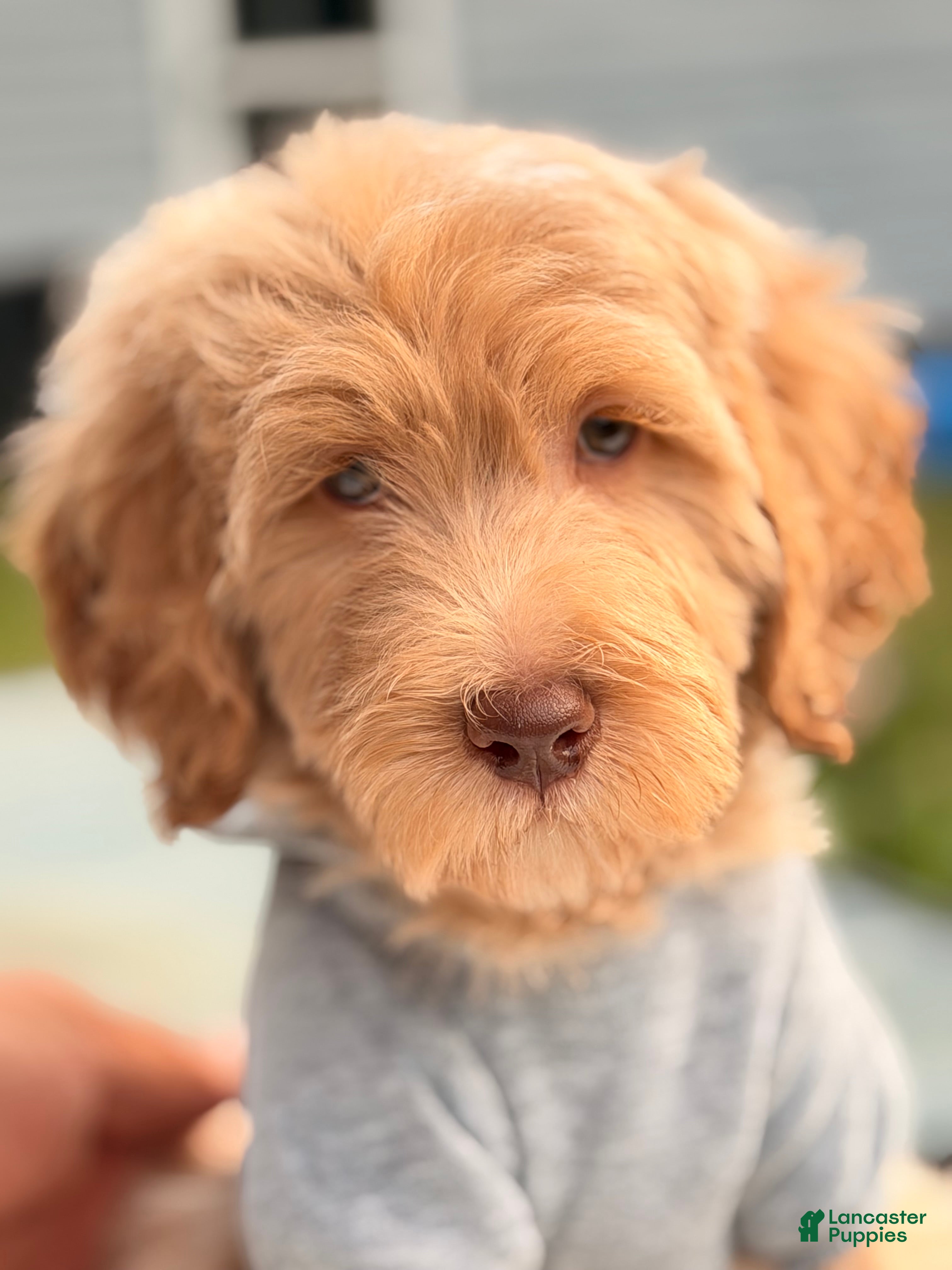 Goldendoodle dogs River - Ad 1