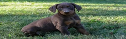 Doberman Pinscher dogs for sale: GEMMA - Ad 5
