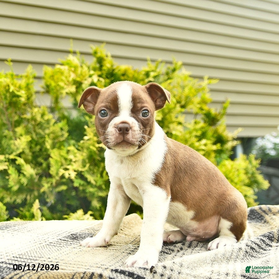 Boston Terrier dogs Lenny  - Ad 2