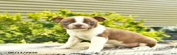 Boston Terrier dogs for sale: Lenny  - Ad 2