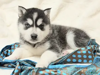 Alaskan Klee Kai dogs Ace - Ad 4