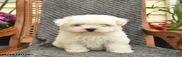 Maltipoo dogs for sale: Missy  - Ad 1