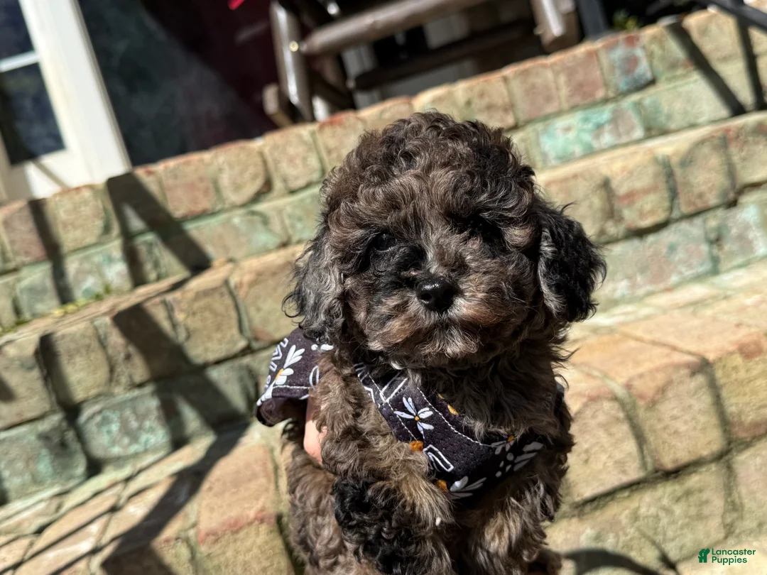 Miniature Poodle dogs for sale: Truffle - Ad 2