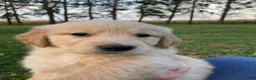 Golden Retriever dogs for sale: Adam - Ad 1