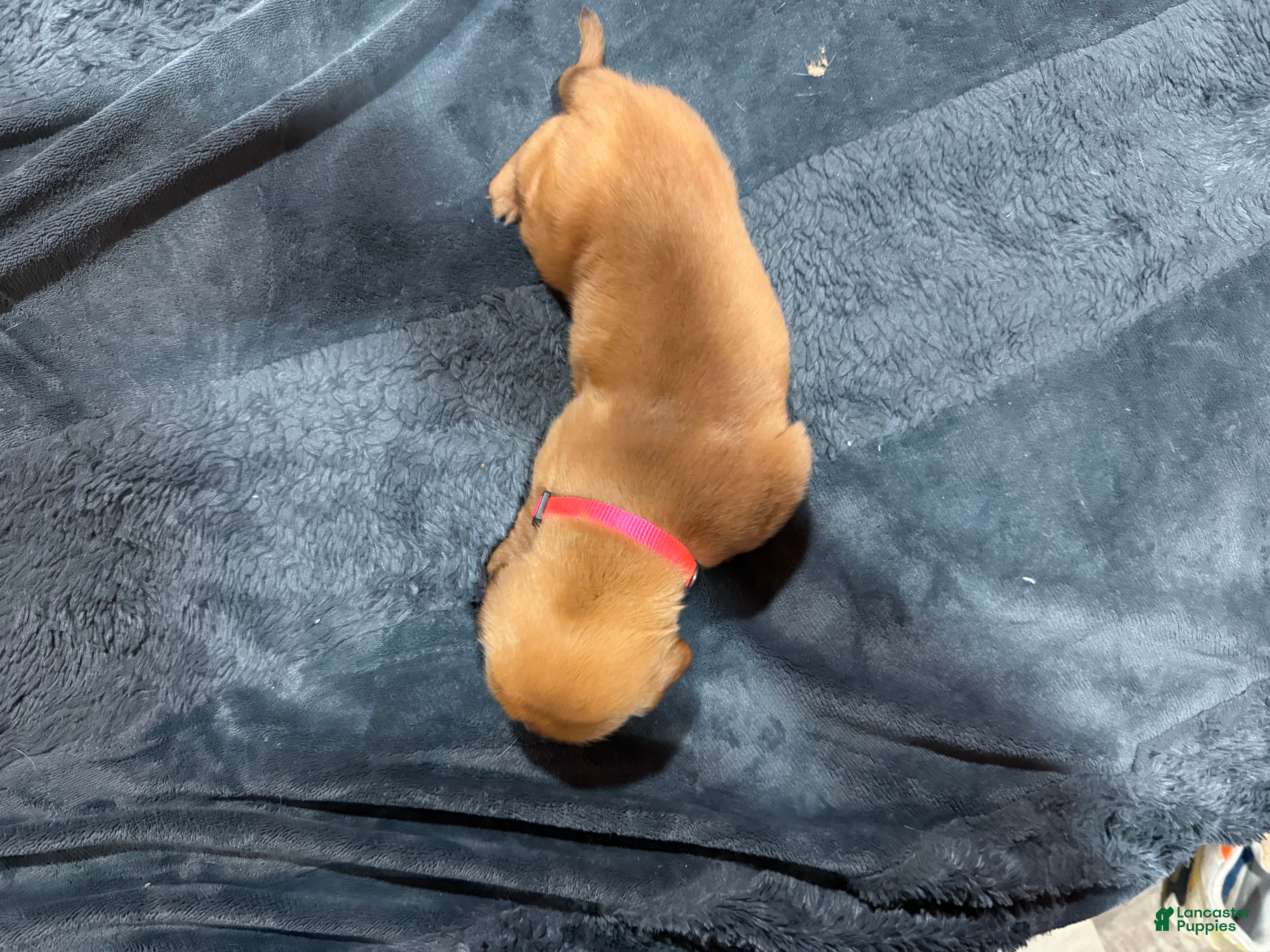 Dogue De Bordeaux dogs Dogue De Bordeaux Puppy 10 - Ad 2