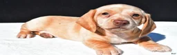 Dachshund dogs for sale: Bo - Ad 6