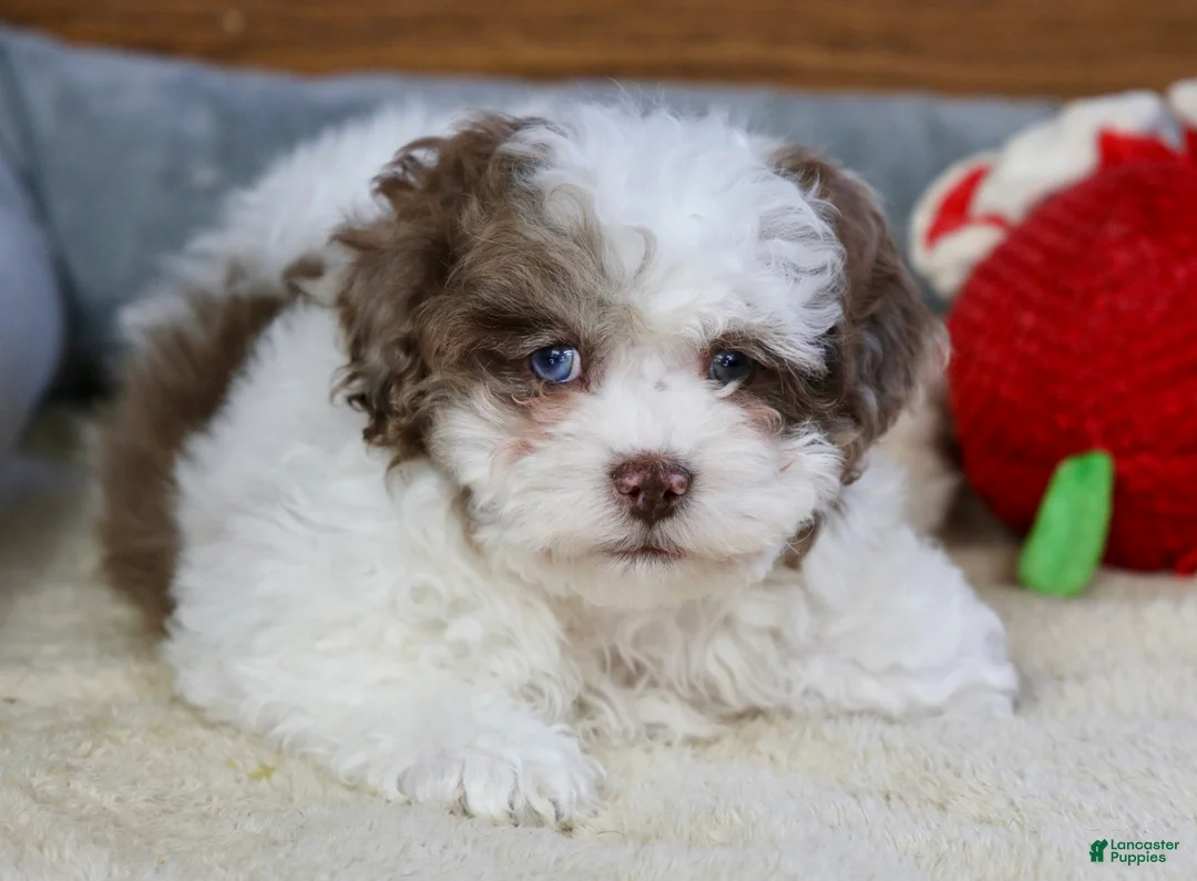 Shihpoo dogs for sale: Radlee - Ad 6