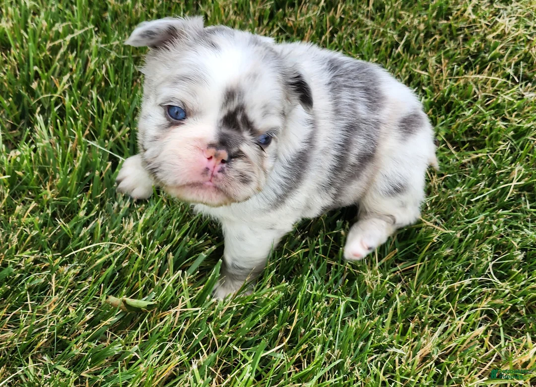 French Bulldog dogs for sale: Josie - Ad 2