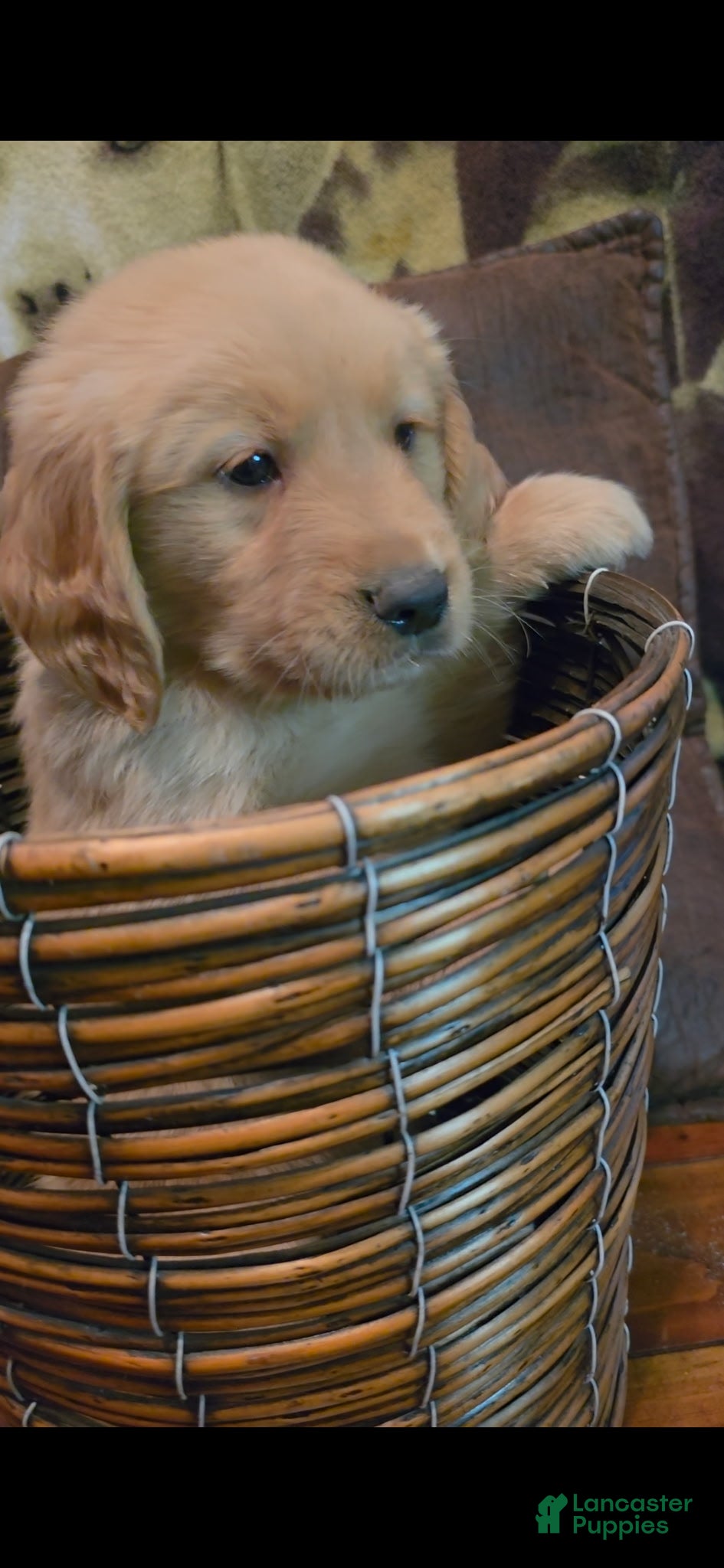 Golden Retriever dogs AKC Winston - Ad 2