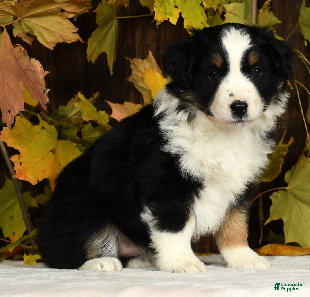 Miniature Australian Shepherd dogs for sale: Clove - Ad 8